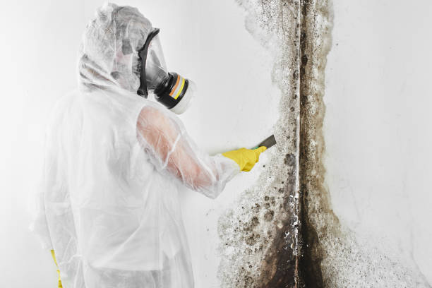 Best Mold Removal Near Me  in Hill City, KS