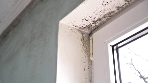 Best Mold Remediation  in Hill City, KS