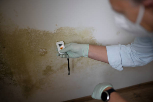 Best Mold Cleaning Services  in Hill City, KS