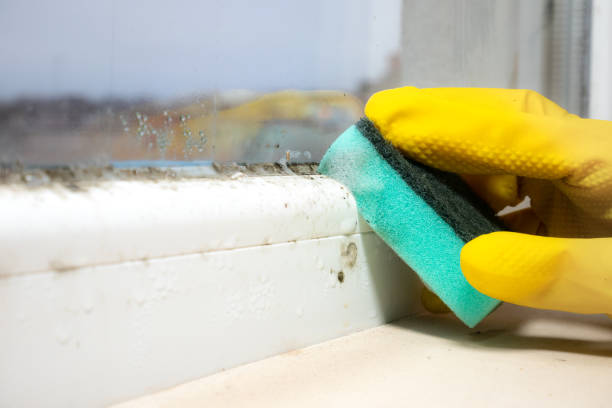 Best Residential Mold Removal  in Hill City, KS