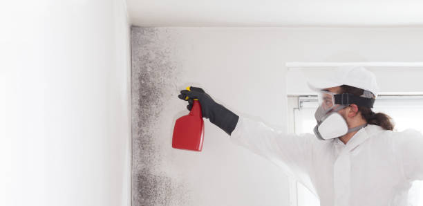 Best Local Mold Removal Service  in Hill City, KS