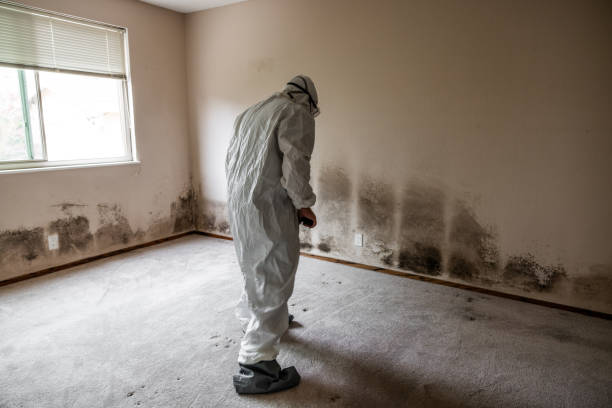Office Mold Removal Services in Hill City, KS
