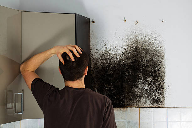 Best Emergency Mold Removal  in Hill City, KS