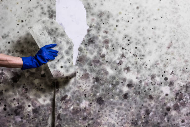 Best Mold Damage Repair  in Hill City, KS