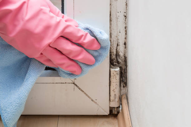 Best Commercial Mold Removal  in Hill City, KS