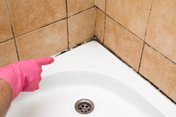 Best Mold Testing and Removal  in Hill City, KS