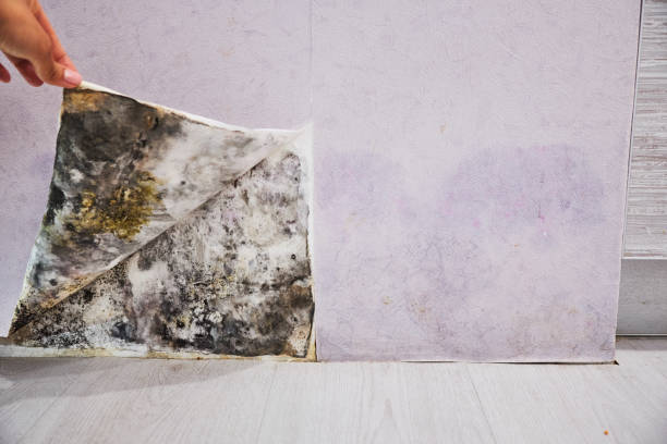Trusted Hill City, KS Mold Removal Experts